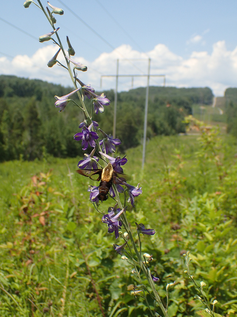 Hawkmoth on endangered larkspur