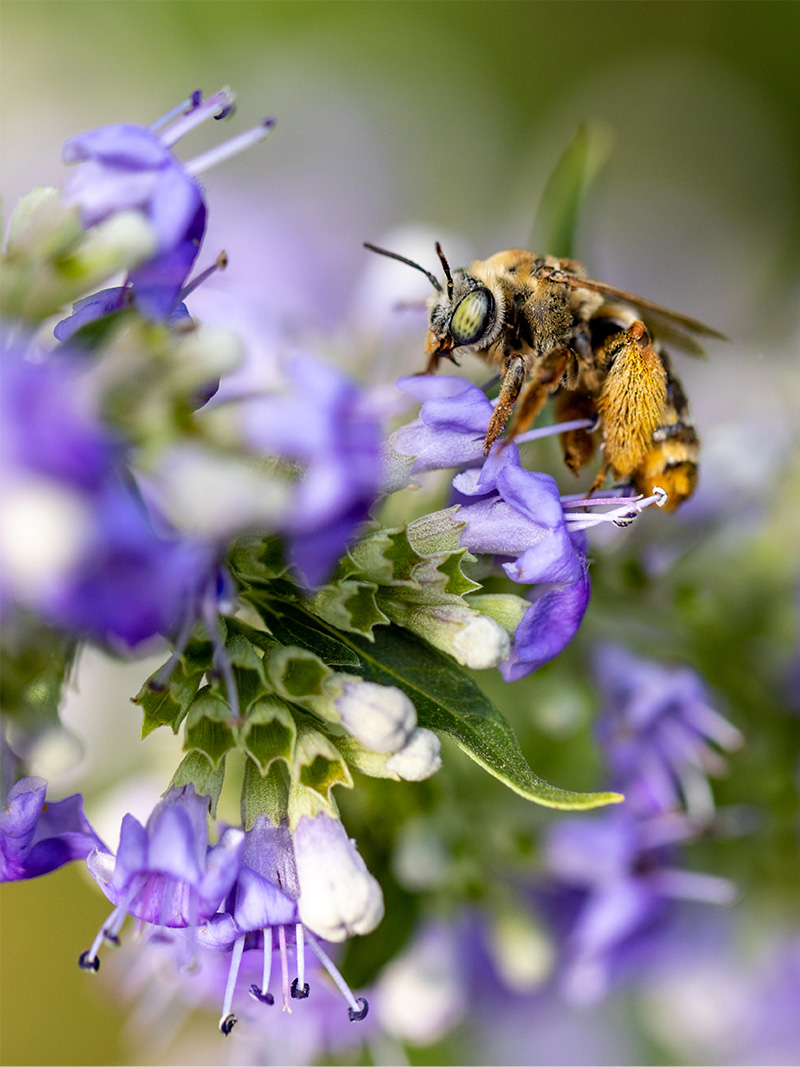 Long-horned bee