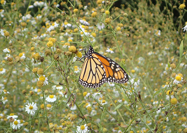 Monarch butterfly in ROW