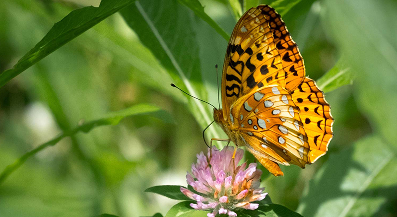 butterfly on clover