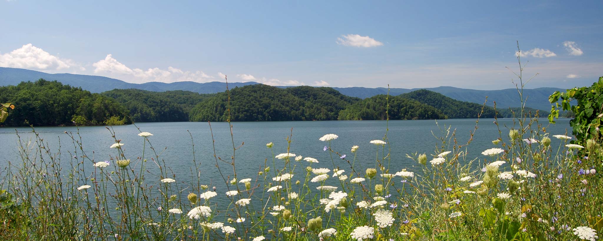 lake with flowers