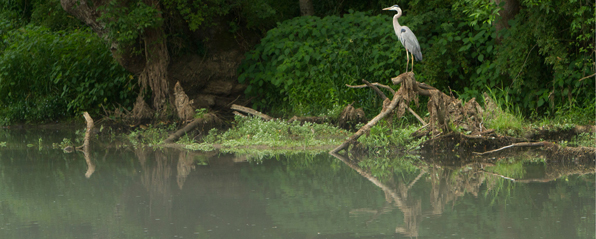 Environmental-Stewardship heron by water