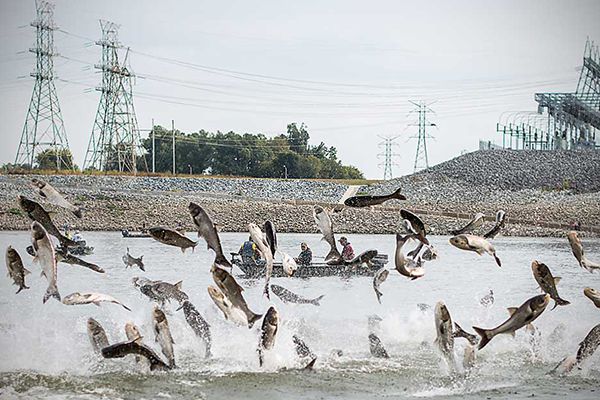 Asian carp jumping in a reservoir