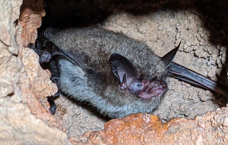 Northern long-eared bat