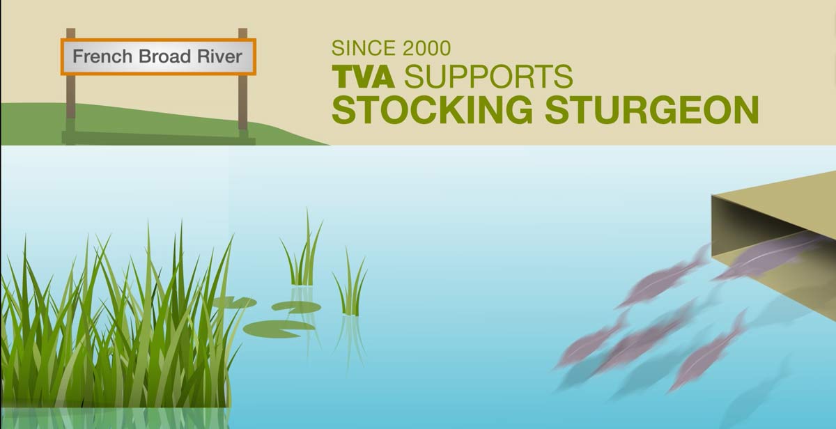 sturgeon stocking Since 2000 TVA supports stocking sturgeon