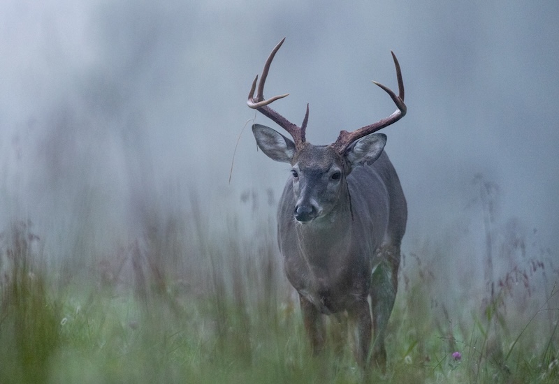 Deer