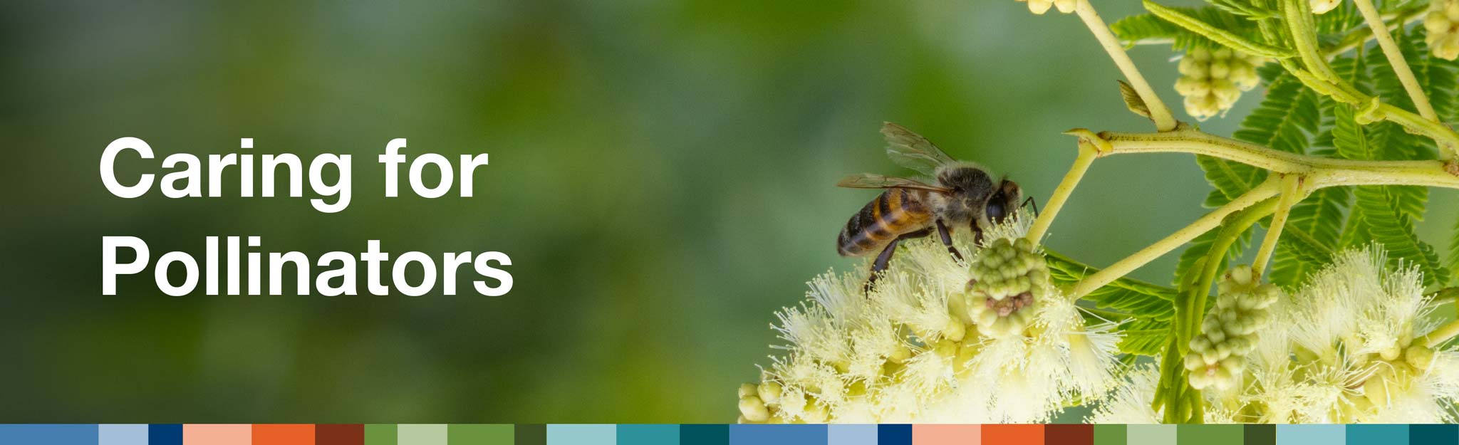 Caring for pollinators