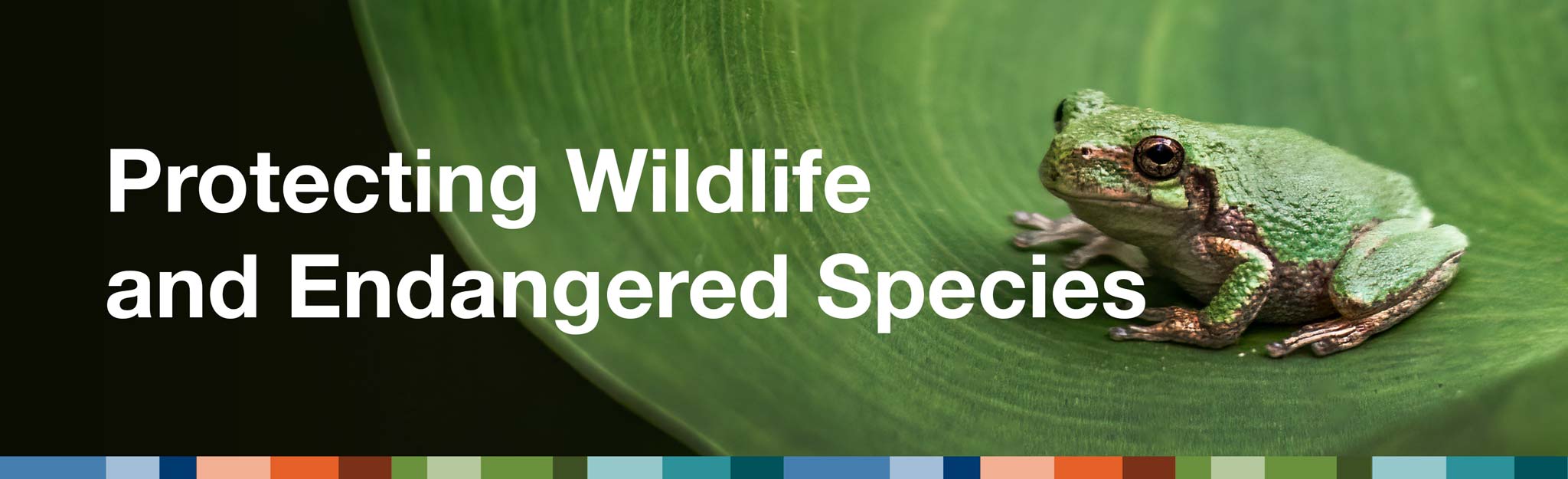 Protecting Wildlife and Endangered Species