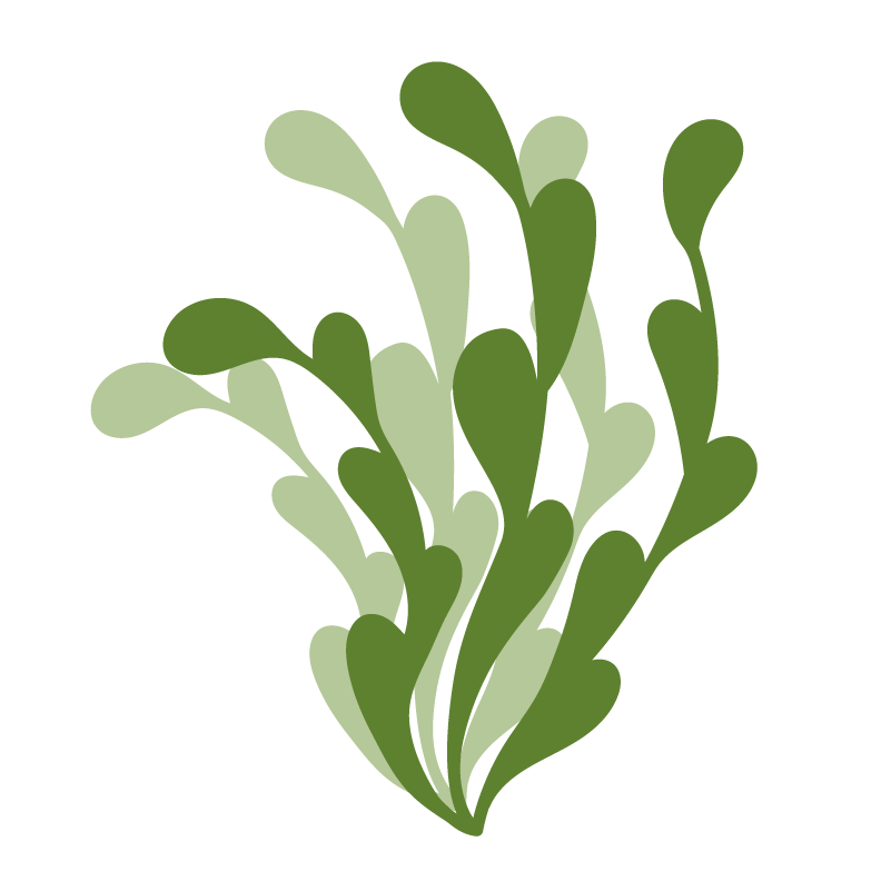Algae icon