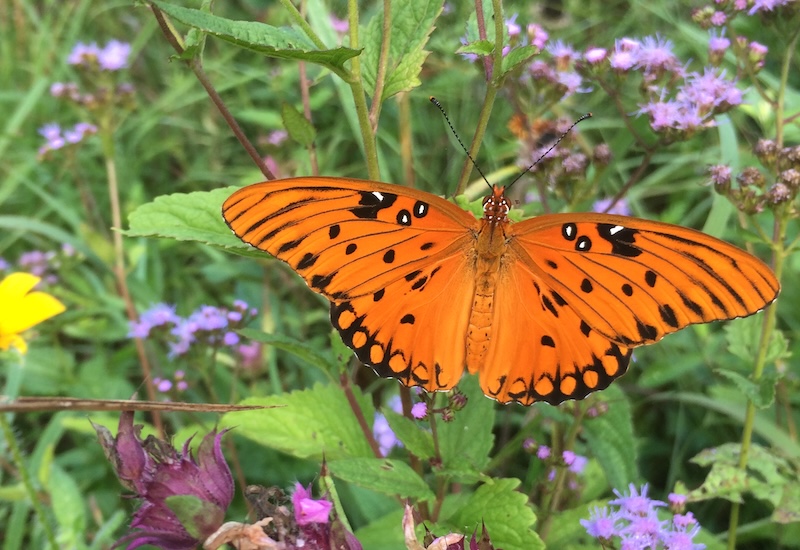 Butterfly