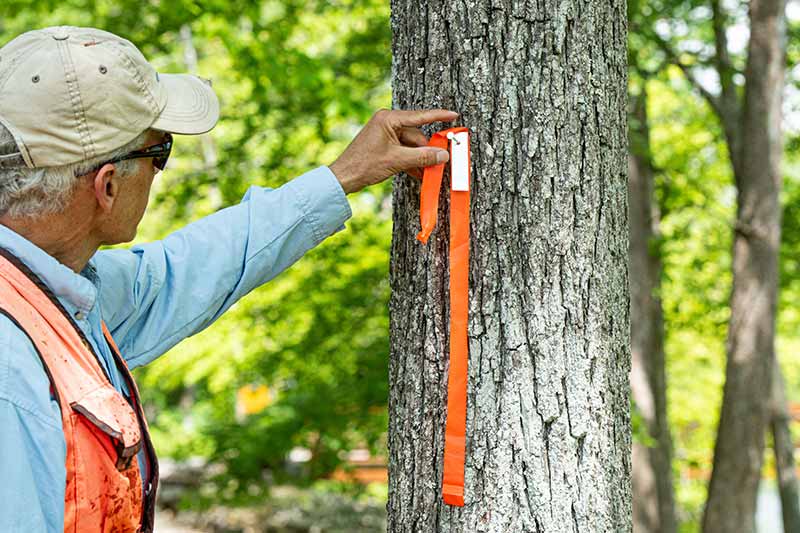 Person measuring tree