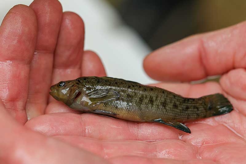 boulder darter fish