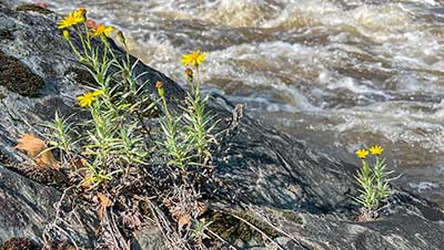 Ruths golden aster