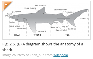 Invasive Species Lesson - Anatomy of Shark Diagram 