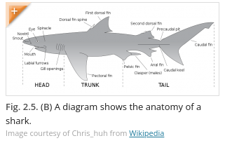 Invasive Species Lesson - Anatomy of Shark Diagram